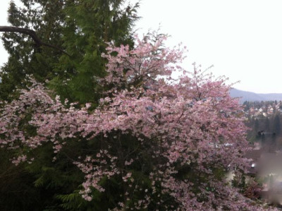 Prunus subhirtella 'Autumnalis'.jpg