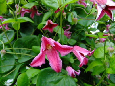 garten 2012 235.jpg