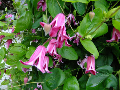 garten 2012 234.jpg
