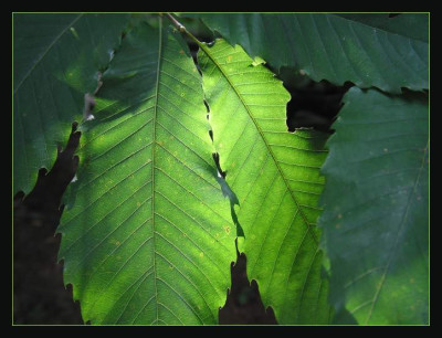 BLATT_DI_2208_R.jpg