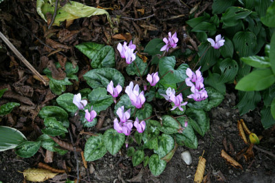 Cyclamen hederifolium0207a.jpg