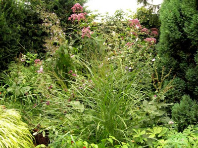 Dschungel-220806.jpg