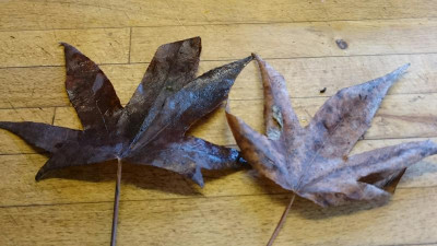 DSC_0056~2.JPG