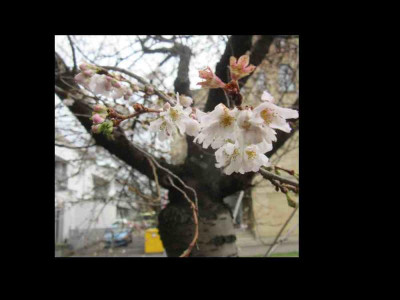 prunus sh at.jpg