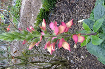 DSCF3125.JPG
