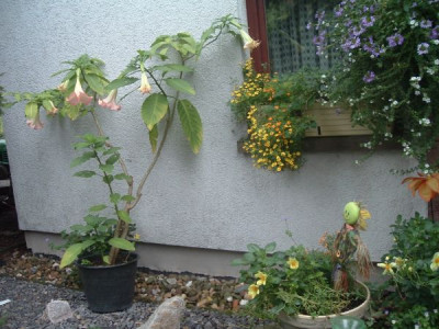 Datura_mit_Bluten.jpg
