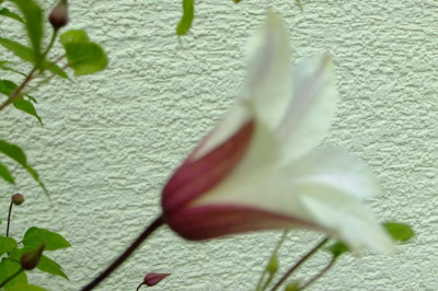 DSCF2709.JPG