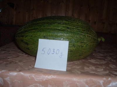 1.Melone.jpg