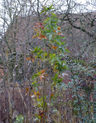 2015-11-29 Liquidamber 'Slender Silhouette'.jpg
