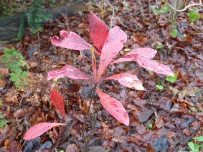 2015-11-29 Franklinia.jpg