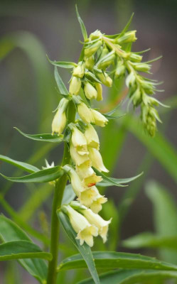 DigitalisLutea2.jpg