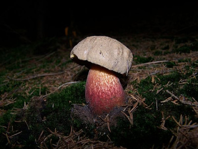 boletus_calopus.jpg