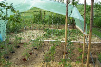 000_0081_Tomatenzelt_05.jpg
