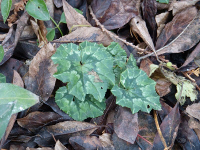 2015-11-30 Cyclamen.jpg