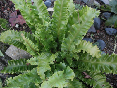 Asplenium scolopendrium  Crispum Gruppe ...  27.11.15 001.jpg