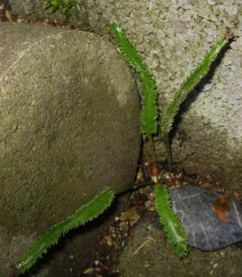 Asplenium scol.  kleiner Methusalem  ...   27.11.15 002.jpg