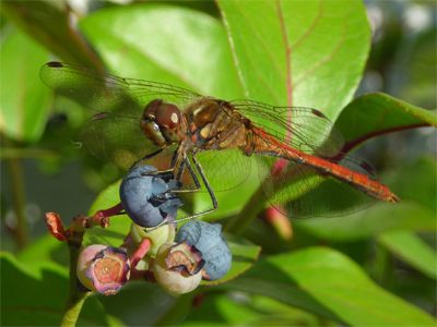 libelle_01.jpg