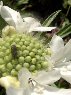 Scabiosaweiss33.jpg
