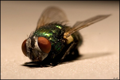 fliege_02.jpg
