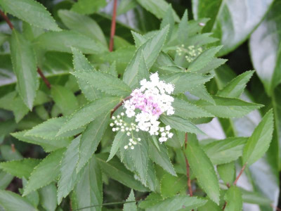 DSCN1303.JPG