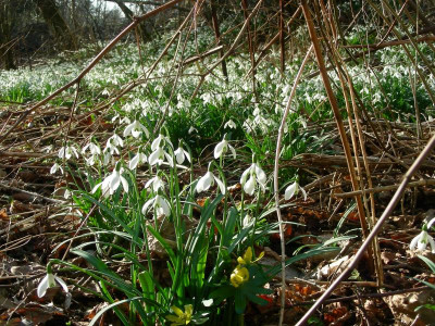 Galanthus im Schwemmland DSCN7085.JPG