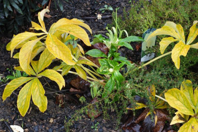 Helleborus-SuperYellow.15-6.jpg
