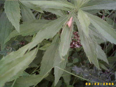 2006_0822Bild0028.JPG