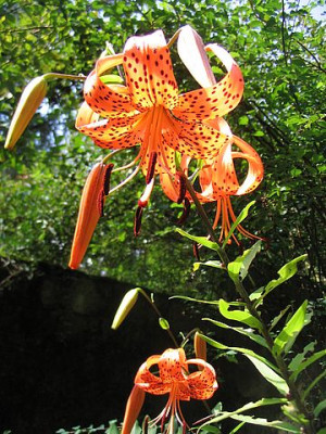 Lilium_lancifolium_fars.jpg