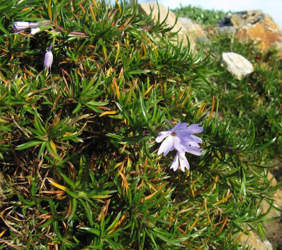 IMG_6897_Phlox_agaroekonom_3Dez2015_.jpg