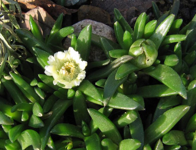 IMG_6933_Delosperma_Album_3Dez2015_.jpg