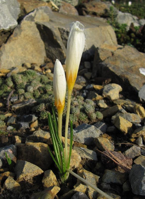 IMG_6895_Crocus_mit_Fliege_3Dez2015_.jpg