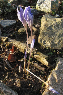 IMG_6957_Crocus_speciosus_3Dez2015_.jpg