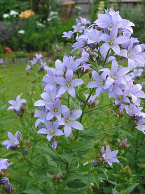 Campunala_Lactiflora.jpg