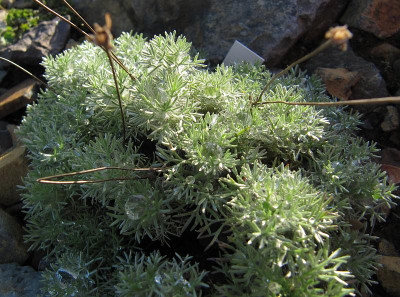 IMG_6940_Cotula_hispida_oile_3Dez2015_.jpg