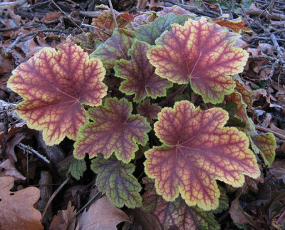 IMG_6963_Heuchera_villosa_Electra_3Dez2015_.jpg