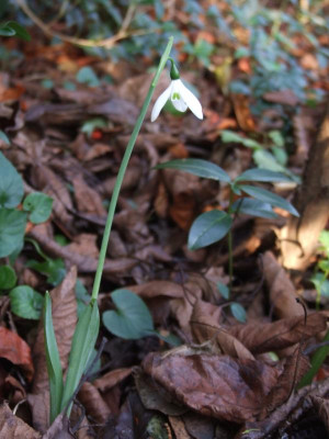 DSCF2675.JPG