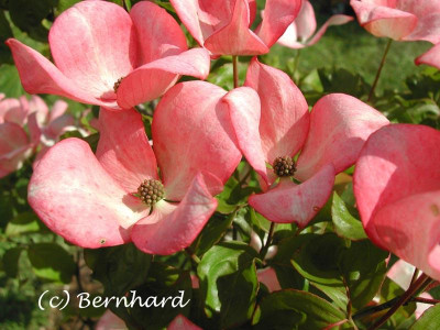 cornus_kousa_satomii_2.jpg
