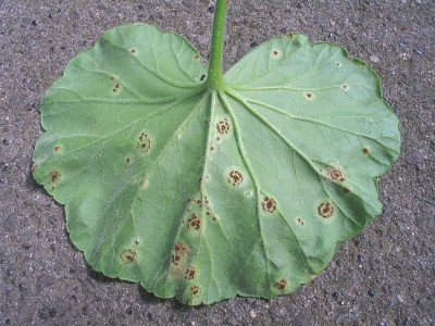 Pelargonium_Blatt_fars.jpg