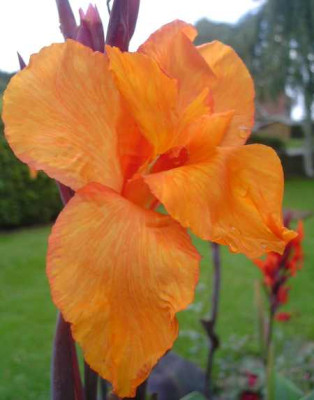 Canna_orange01_s.jpg