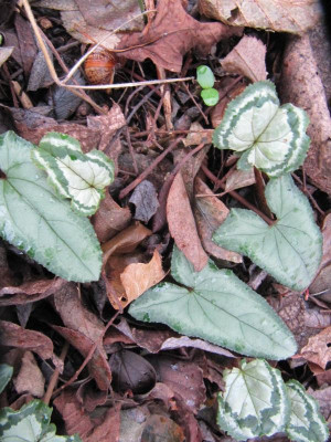 Fairy Rings 151204.jpg