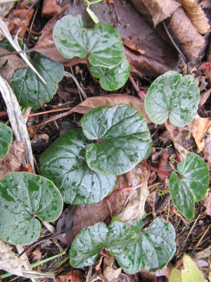 Cyclamen coum grün 151204.jpg