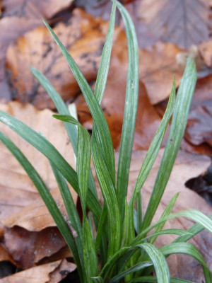 2015-12-04 Liriope muscari 'Okina'.jpg