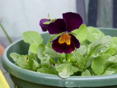 2015-12-04 Viola.jpg