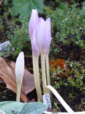 2015-12-04 Colchicum speciosum.jpg