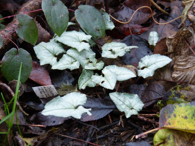 2015-12-04 Cyclamen hederifolium 'Pewter Group'.jpg