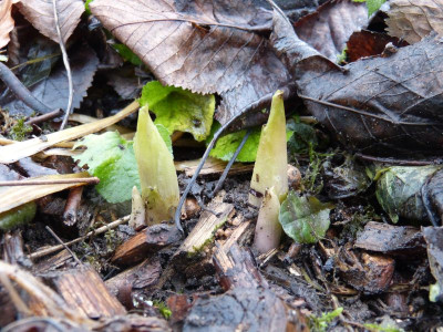 2015-12-04 Helleborus thibetanus.jpg
