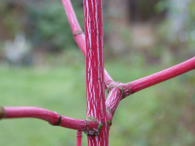 2015-12-04 Acer conspicuum 'Phoenix' 1.jpg