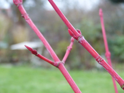 2015-12-04 Acer conspicuum 'Phoenix' 2.jpg