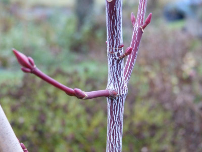 2015-12-04 Acer tegmentosum 'White Tigress' 1.jpg