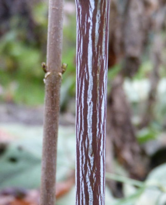 2015-12-04 Acer tegmentosum 'White Tigress' 2.jpg